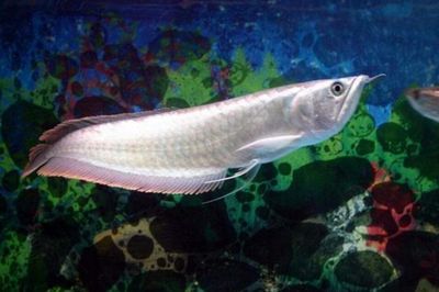 徹底清洗魚(yú)缸重新開(kāi)缸多久可以用：魚(yú)缸清洗后重新開(kāi)缸需要多久才能使用魚(yú)缸變臟的方法 魚(yú)缸百科 第2張