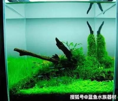 成品魚缸那么高怎么造景的：三度空間水草魚缸造景三度空間水草魚缸造景布景法 魚缸百科 第1張