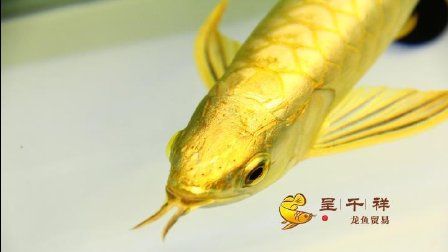 廣州觀賞魚進(jìn)出口貿(mào)易公司排名：廣州觀賞魚進(jìn)出口貿(mào)易公司排名分析師排名分析信息 廣州水族批發(fā)市場 第3張