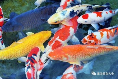 廣州賣觀賞魚(yú)的地方 廣州水族批發(fā)市場(chǎng) 第1張