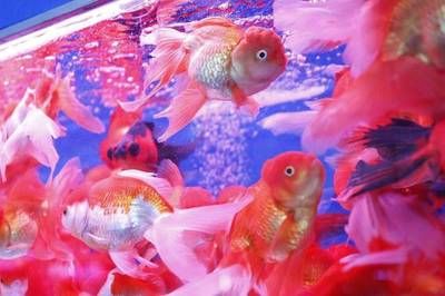 廣州賣觀賞魚(yú)的地方 廣州水族批發(fā)市場(chǎng) 第4張