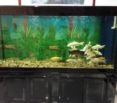 廣州魚缸哪里買最便宜又好用的水：廣州花鳥魚蟲市場 廣州水族批發(fā)市場 第4張