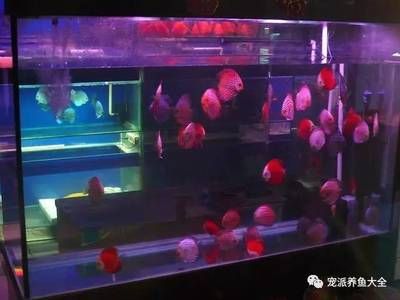 觀賞魚進貨渠道推薦：觀賞魚的進貨渠道 廣州水族批發(fā)市場 第3張