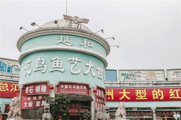 廣州芳村花鳥魚蟲市場還在不在營業(yè)：廣州芳村花鳥魚蟲市場 廣州水族批發(fā)市場 第4張