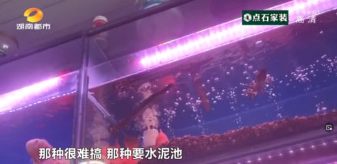 廣東最大的觀賞魚市場：廣東加載更多的觀賞魚市場