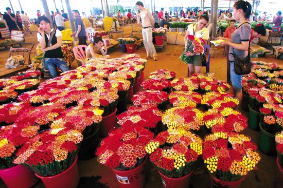 廣州芳村花市場幾點關門：廣州花卉市場的歷史沿革廣州花卉市場的歷史沿革廣州花卉市場 廣州水族批發(fā)市場 第4張