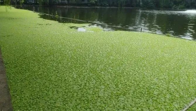 大薸 魚缸：大薸可以在魚缸中使用嗎 魚缸百科 第3張