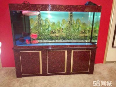 廣州買魚缸去哪里買比較好：如何在廣州購買魚缸 廣州水族批發(fā)市場 第1張