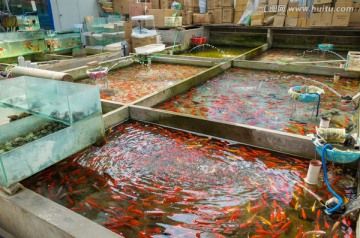 廣州海水觀賞魚批發(fā)：廣州市觀賞魚批發(fā)市場 廣州水族批發(fā)市場 第3張