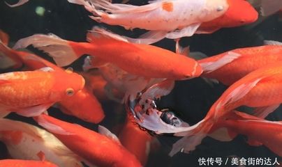 紅龍魚狀態(tài)很好就是不吃東西怎么辦：紅龍魚不吃東西怎么辦