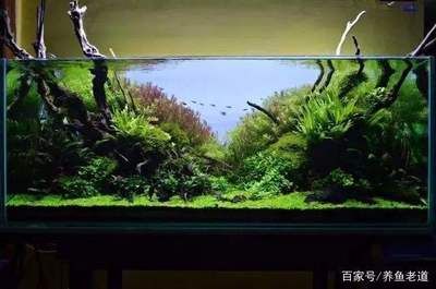 大型魚缸養(yǎng)什么魚：大型魚缸中適合養(yǎng)在大型魚缸中的部分魚類及其特點(diǎn) 魚缸百科 第1張