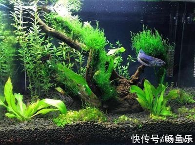 超白魚(yú)缸多大尺寸好用：超白魚(yú)缸尺寸選擇 魚(yú)缸百科 第1張