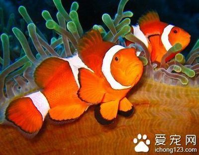 超白魚(yú)缸多大尺寸好用：超白魚(yú)缸尺寸選擇 魚(yú)缸百科 第3張