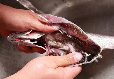 不用清理魚缸的魚是什么魚：如何選擇合適的清潔魚 魚缸百科 第2張