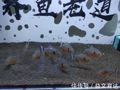 出售觀賞魚平臺：出售觀賞魚的平臺有哪些？ 廣州水族批發(fā)市場 第1張