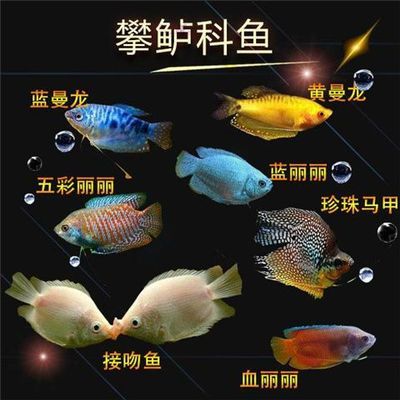 紅寶石魚和曼龍魚混養(yǎng)好嗎