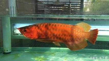 養(yǎng)龍魚殺菌燈一次開多久：養(yǎng)龍魚使用殺菌燈一次開燈的時(shí)長(zhǎng)推薦為1.5-3小時(shí)