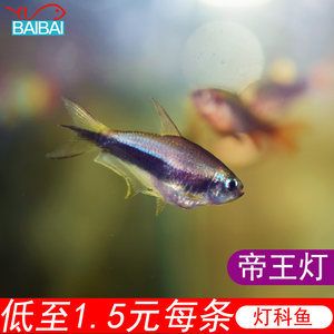 觀賞魚批發(fā)市場價(jià)格多少：全球觀賞魚市場趨勢了解全球觀賞魚市場的最新趨勢