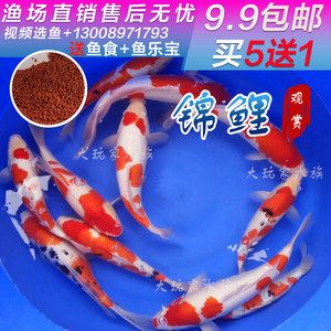 觀賞魚批發(fā)市場價(jià)格多少：全球觀賞魚市場趨勢了解全球觀賞魚市場的最新趨勢