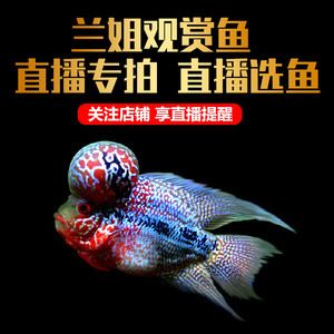 觀賞魚批發(fā)直播：觀賞魚批發(fā)直播帶貨法律風險