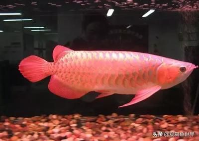 龍魚偶爾側(cè)游會死嗎：龍魚側(cè)游不一定會導(dǎo)致死亡，但是側(cè)游可能是某些健康問題的征兆