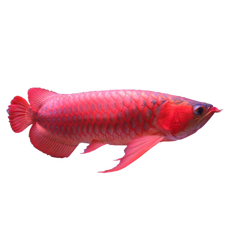 印尼超血紅龍魚(yú)和橙紅龍：印尼超血紅龍魚(yú)和橙紅龍?jiān)谕庥^、價(jià)格和發(fā)色上都有所區(qū)別 龍魚(yú)百科 第3張