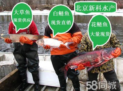 觀賞魚批發(fā)價多少：觀賞魚批發(fā)價格 廣州水族批發(fā)市場 第4張