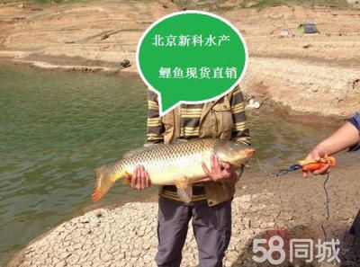 觀賞魚批發(fā)價多少：觀賞魚批發(fā)價格 廣州水族批發(fā)市場 第3張