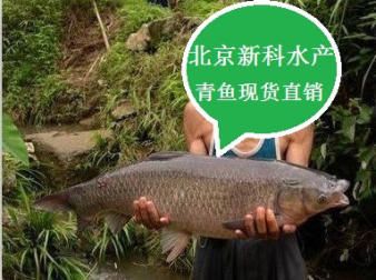 觀賞魚批發(fā)價多少：觀賞魚批發(fā)價格 廣州水族批發(fā)市場 第1張