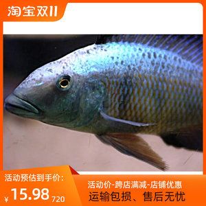 慈鯛魚可以長(zhǎng)多大的魚缸 魚缸百科 第4張