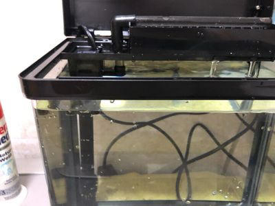 博宇魚缸過濾器怎么樣安裝：博宇品牌的魚缸過濾器安裝方法包括以下幾個步驟