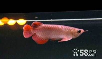 廣州買觀賞魚：廣州觀賞魚價(jià)格信息 廣州水族批發(fā)市場(chǎng) 第3張