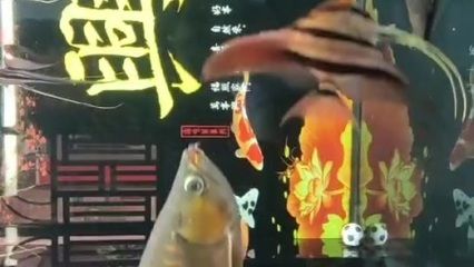 龍魚微微張嘴呼吸正常嗎為什么：龍魚微微張嘴呼吸并不一定表示存在問題