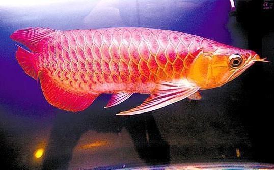 紅龍?zhí)暨x：紅龍魚(yú)挑選紅龍魚(yú)的挑選方法和方法和秘訣有哪些 龍魚(yú)百科 第1張