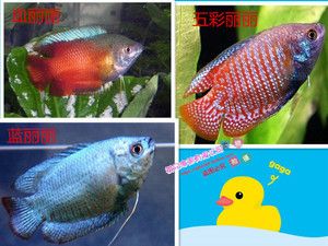 觀賞魚(yú)批發(fā)市場(chǎng)價(jià)格：觀賞魚(yú)批發(fā)市場(chǎng)價(jià)格一般是多少