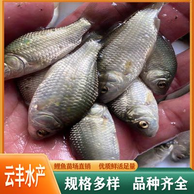 廣州賣觀賞魚哪家最大：廣州芳村花地灣花鳥魚蟲批發(fā)市場 廣州水族批發(fā)市場 第4張