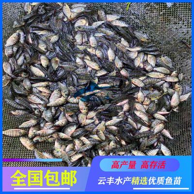 廣州賣觀賞魚哪家最大：廣州芳村花地灣花鳥魚蟲批發(fā)市場 廣州水族批發(fā)市場 第3張