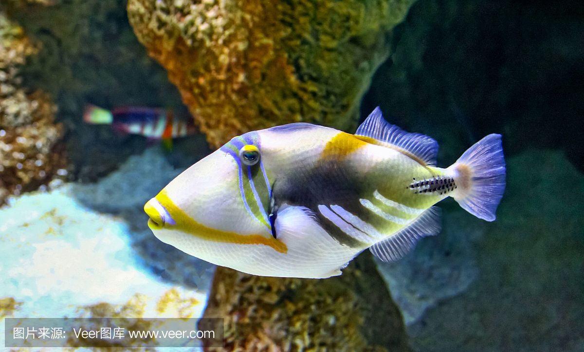 大洋水族魚缸廠家：大洋水族魚缸廠家基本概況