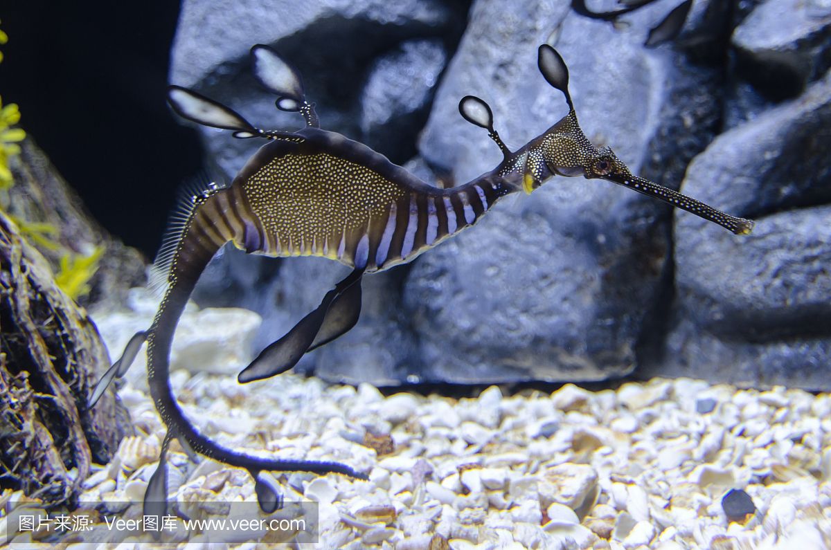 大洋水族魚缸廠家：大洋水族魚缸廠家基本概況 魚缸百科 第4張