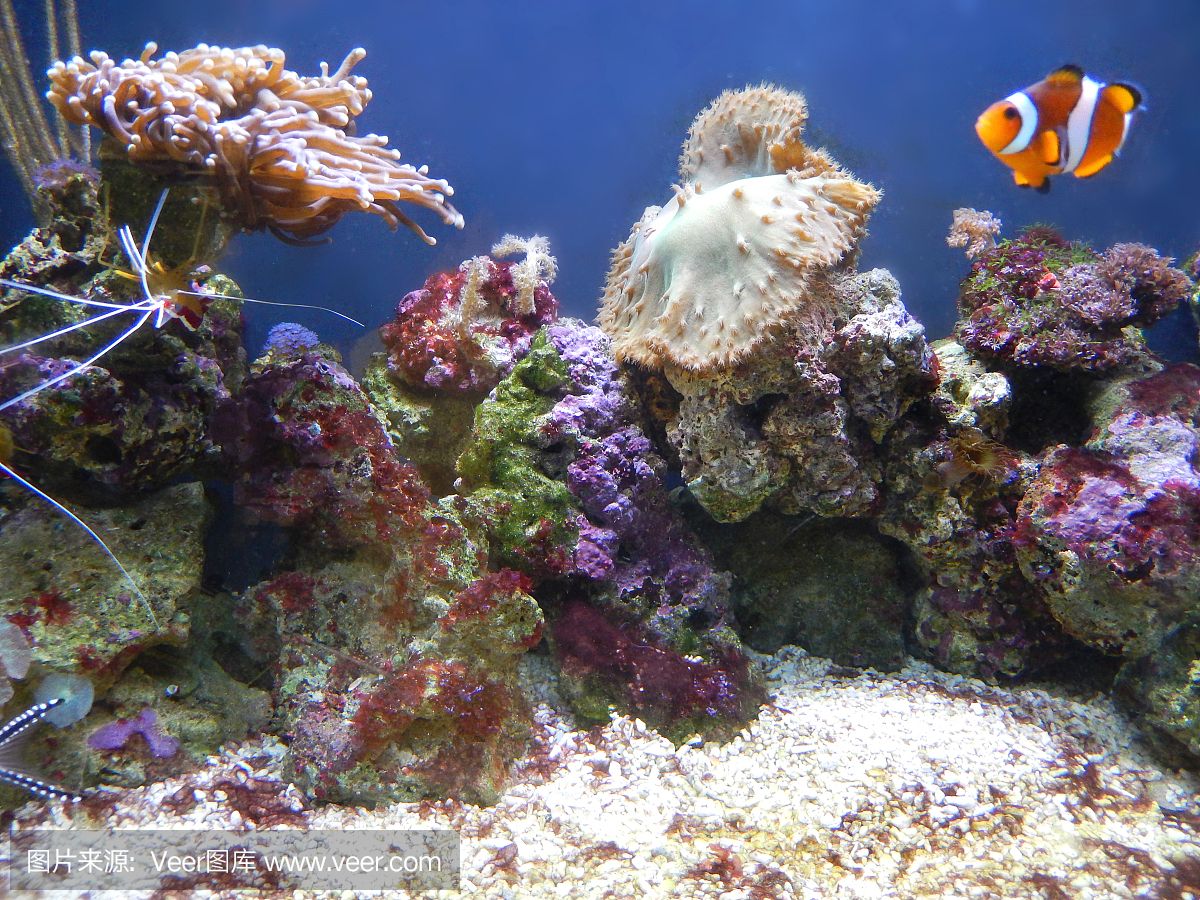 大洋水族魚缸廠家：大洋水族魚缸廠家基本概況