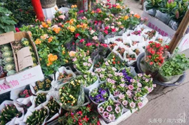 芳村大道花鳥市場營業(yè)時(shí)間：廣州芳村大道花鳥市場營業(yè)時(shí)間查詢 廣州水族批發(fā)市場 第4張