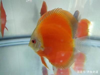 觀賞魚批發(fā)市場進貨渠道有哪些品種呢：廣州花地灣花鳥魚蟲批發(fā)市場 廣州水族批發(fā)市場 第1張