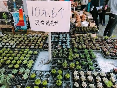 芳村花鳥市場有什么賣的：廣州芳村花鳥魚蟲大世界 廣州水族批發(fā)市場 第3張