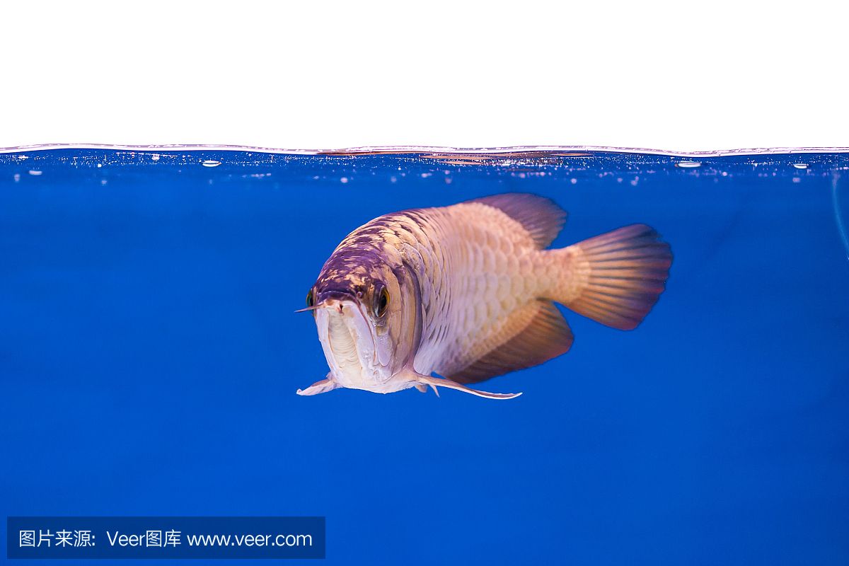 龍魚用藍色背景好嗎還是白色：如何選擇龍魚缸的背景顏色