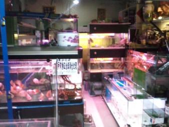 廣州觀賞魚店：廣州市觀賞魚店推薦 廣州水族批發(fā)市場 第3張