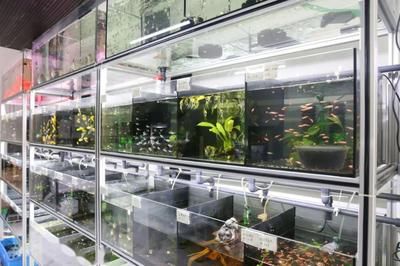 廣州觀賞魚店：廣州市觀賞魚店推薦 廣州水族批發(fā)市場 第1張