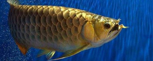 龍魚(yú)咬傷大面積掉鱗片了會(huì)死嗎：龍魚(yú)咬傷大面積掉鱗片會(huì)死嗎 龍魚(yú)百科 第3張