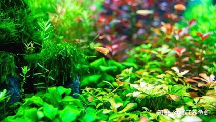 不怕冷的魚(yú)缸水草有哪些：不怕冷的水草魚(yú)缸水草種植技巧不怕冷的水草魚(yú)缸水草 魚(yú)缸百科 第4張