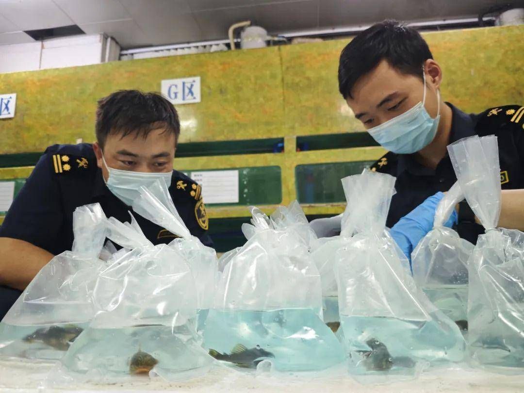 廣州觀賞魚漁場進貨渠道：廣州觀賞魚市場的進貨渠道 廣州水族批發(fā)市場 第1張