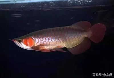 龍魚(yú)兜嘴會(huì)有什么影響 龍魚(yú)百科 第3張